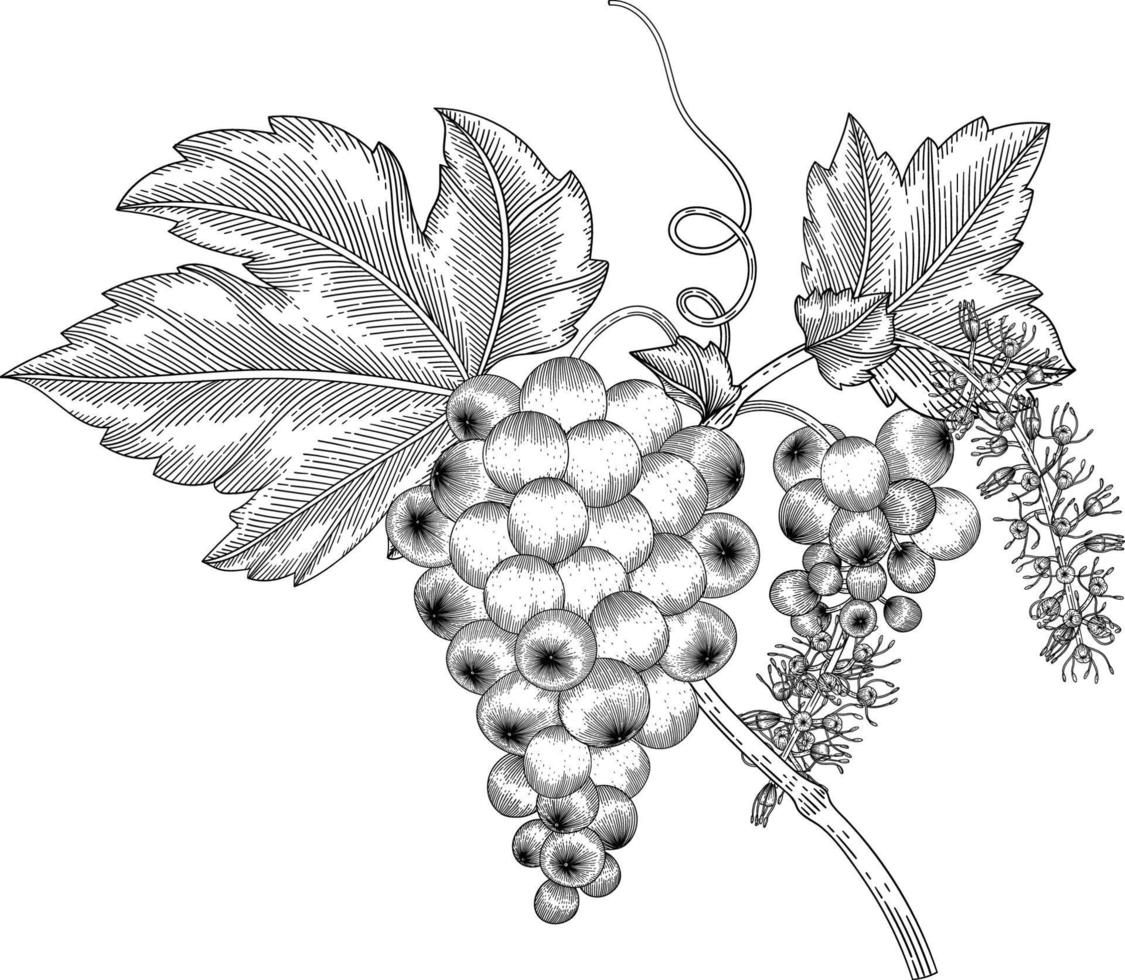 Grape fruit hand drawn illustration. vector