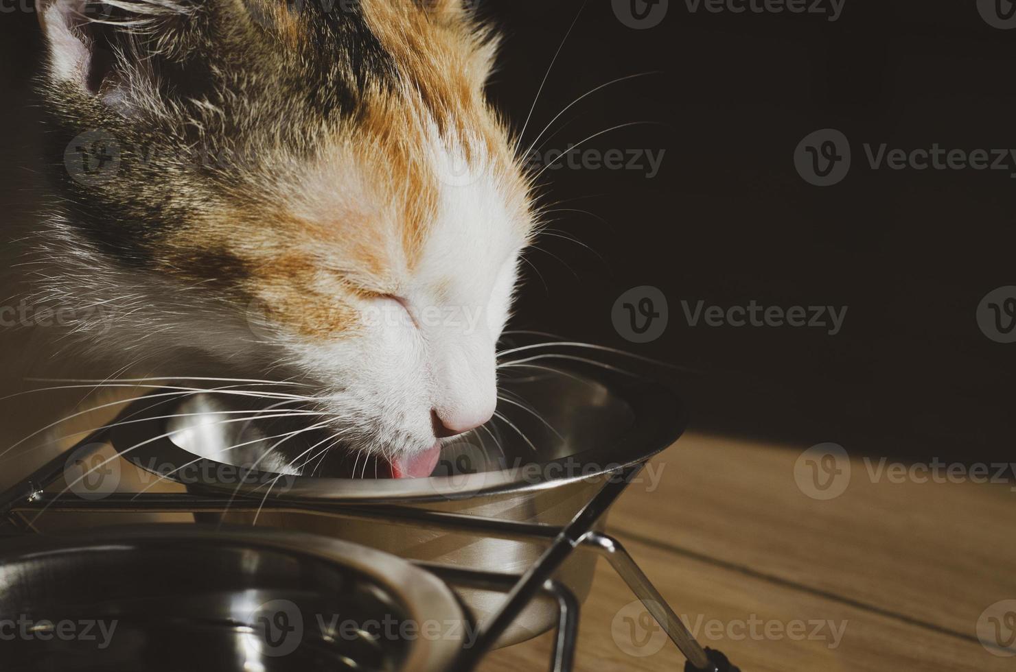 Hungry tricolor cat eats dry food photo