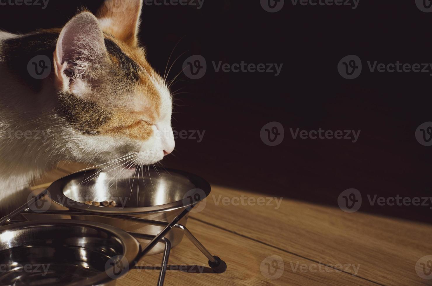 Hungry tricolor cat eats dry food photo