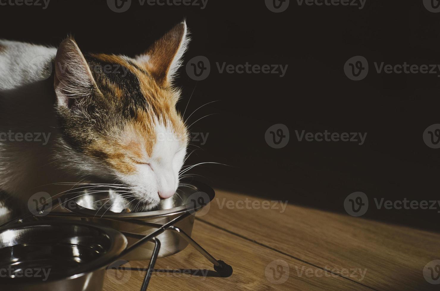 Hungry tricolor cat eats dry food photo
