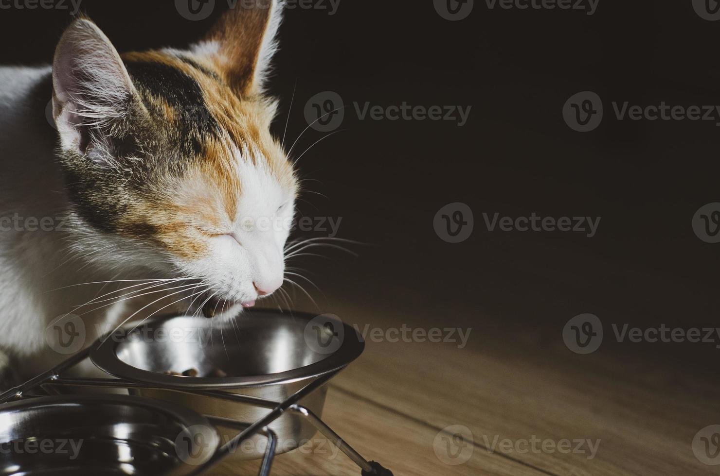 Hungry tricolor cat eats dry food photo