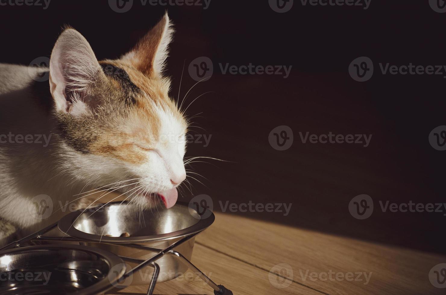 Hungry tricolor cat eats dry food photo