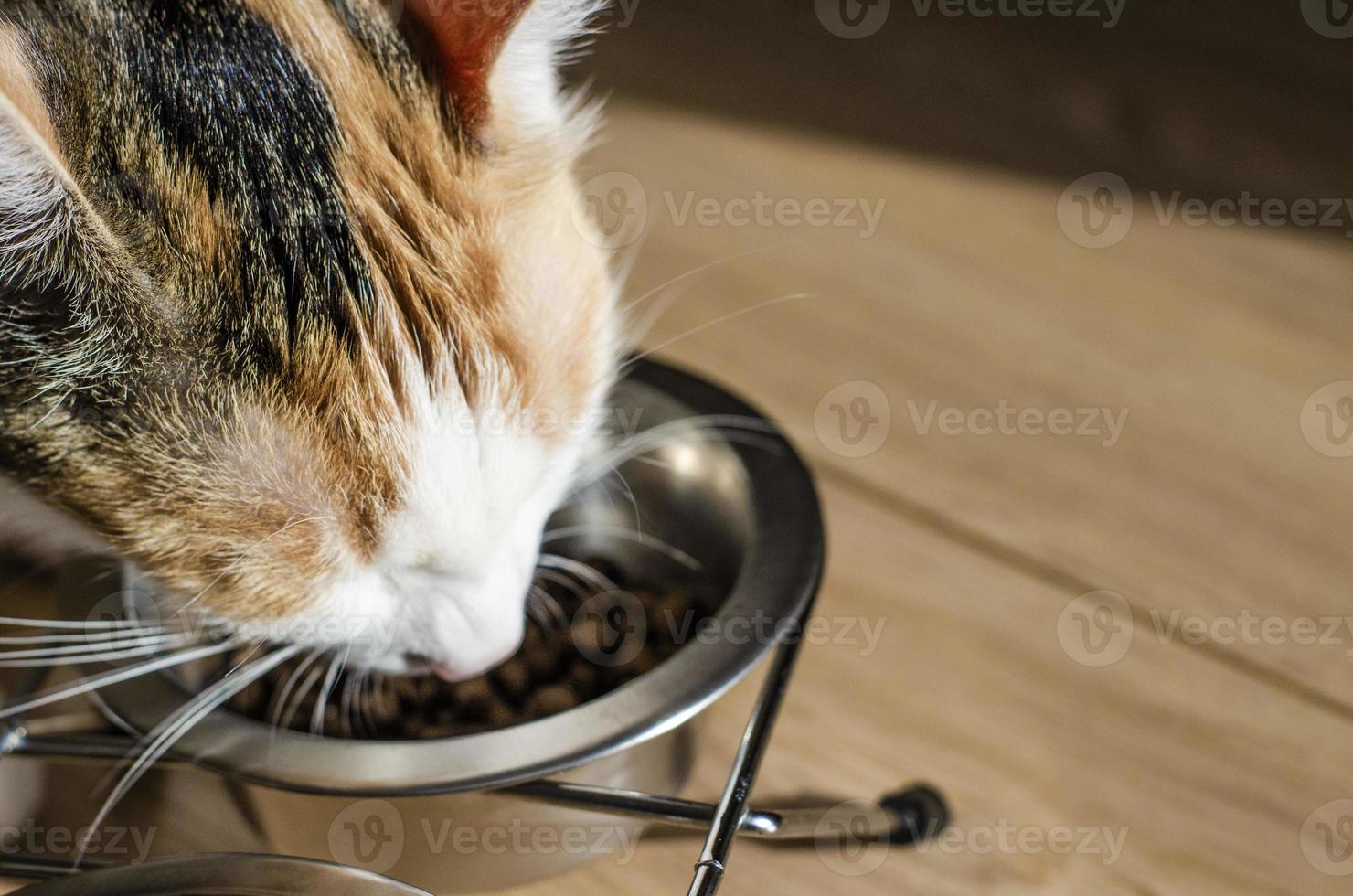 Hungry tricolor cat eats dry food photo