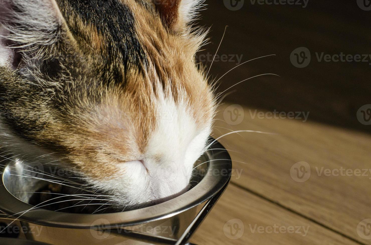 gato tricolor hambriento come comida seca foto