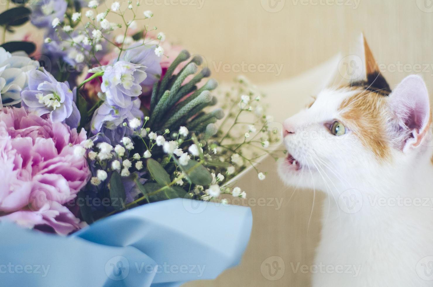 Tricolor domestic cat bites flowers photo