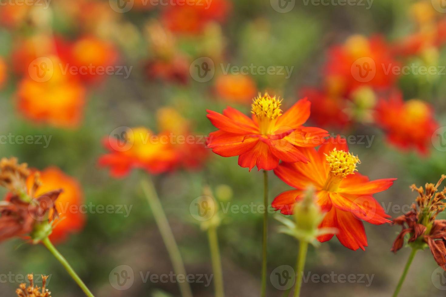 hermosa flor cosmos foto