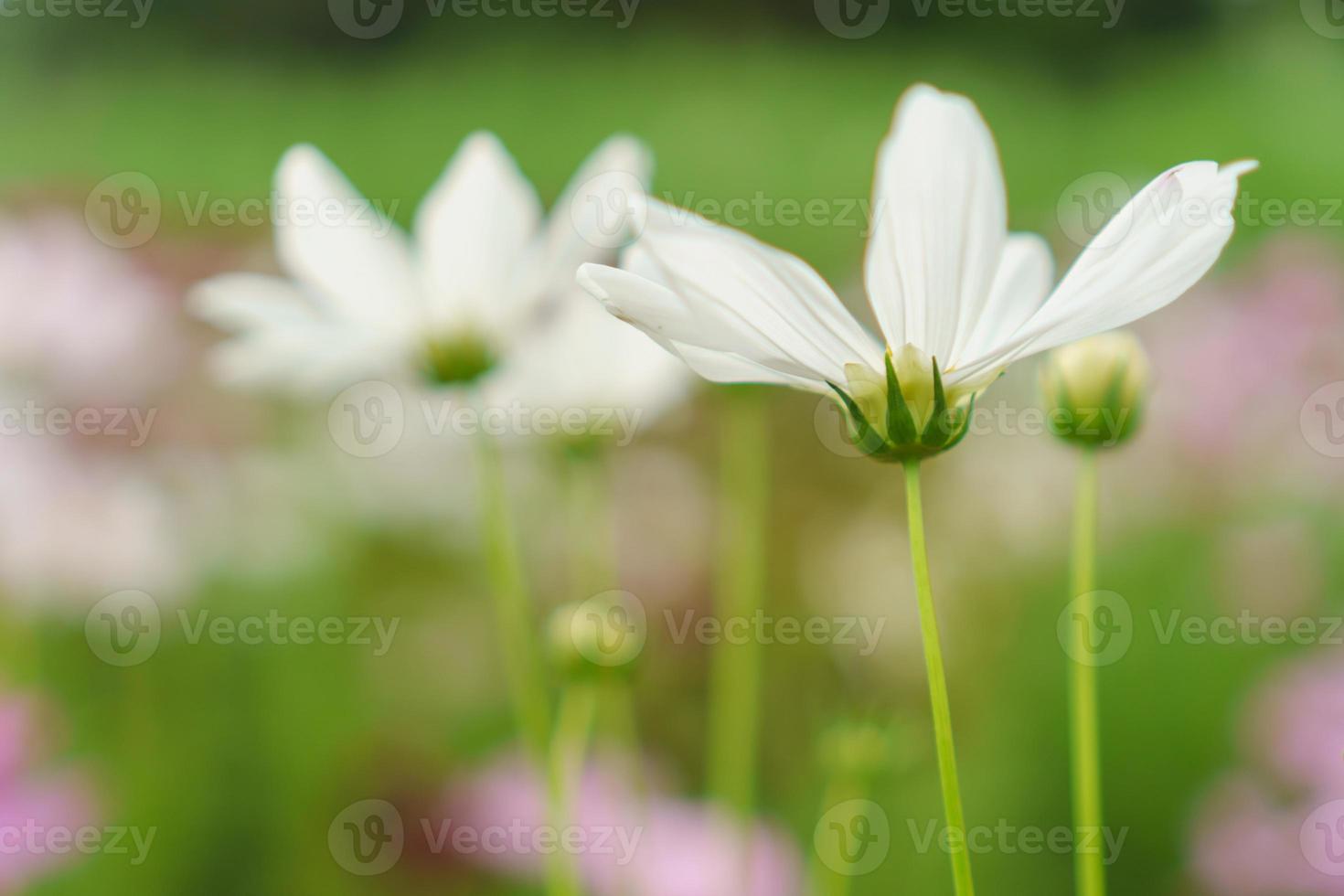 Beautiful cosmos flower photo