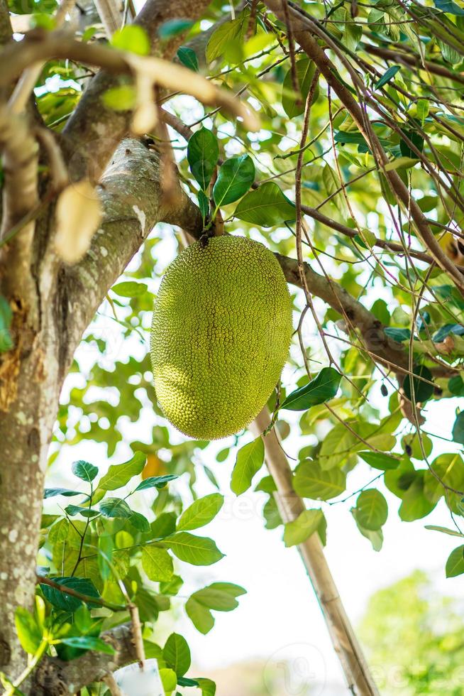 Jackfruit en árbol foto