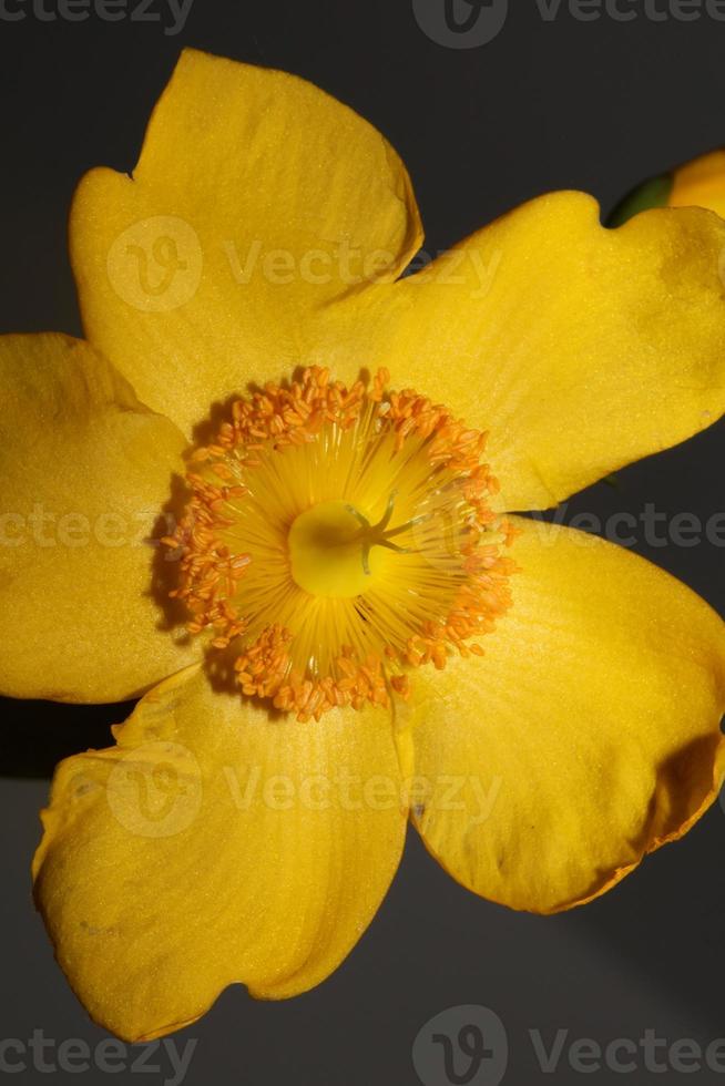 Flower close up blossom background botanicaly photo