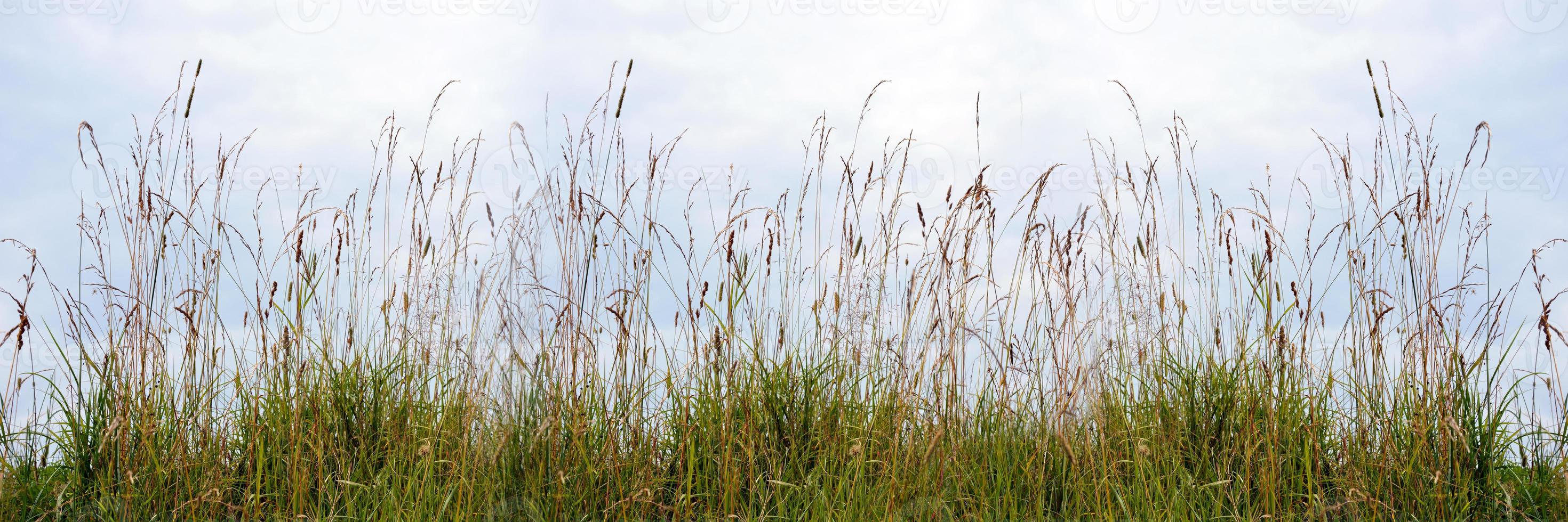 A horizontal background of wildflowers and autumn grass photo