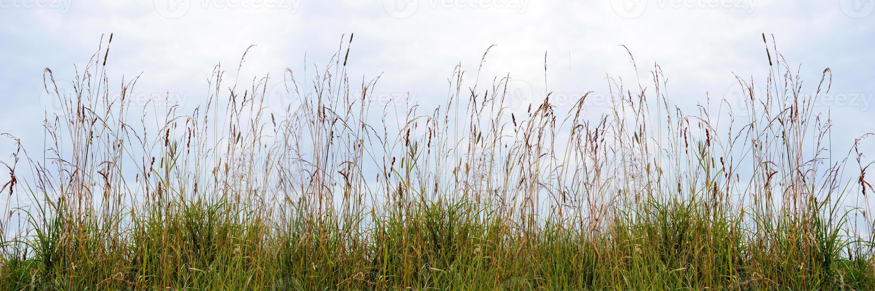 un fondo horizontal de flores silvestres y pasto otoñal foto