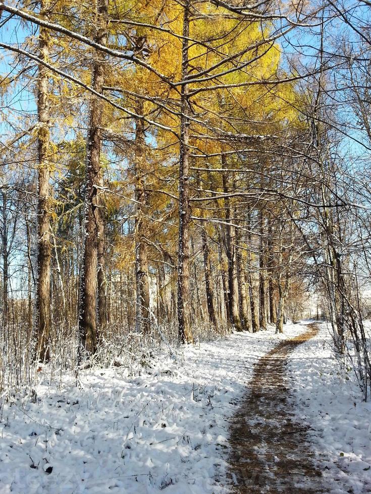 camino forestal en la nieve. foto