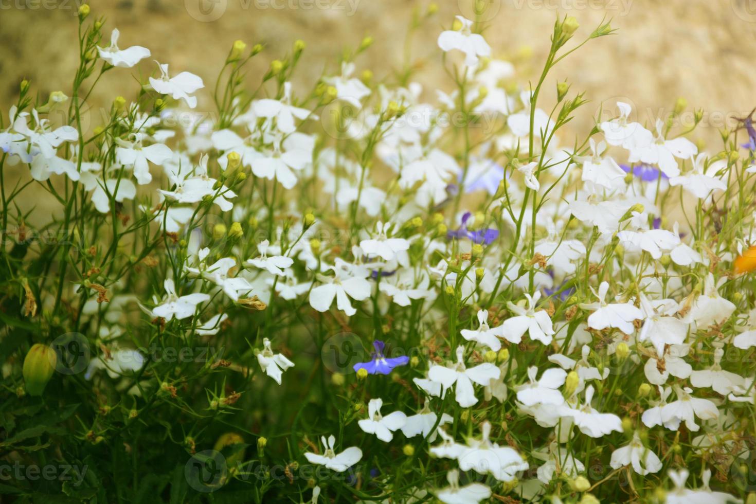Wildflowers in the rays of the setting sun photo