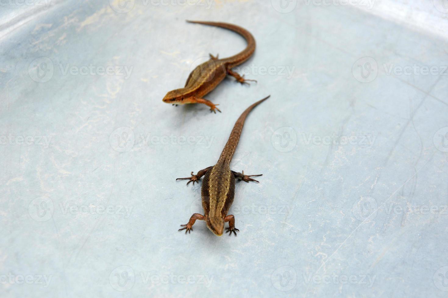 Two pregnant lizards photo
