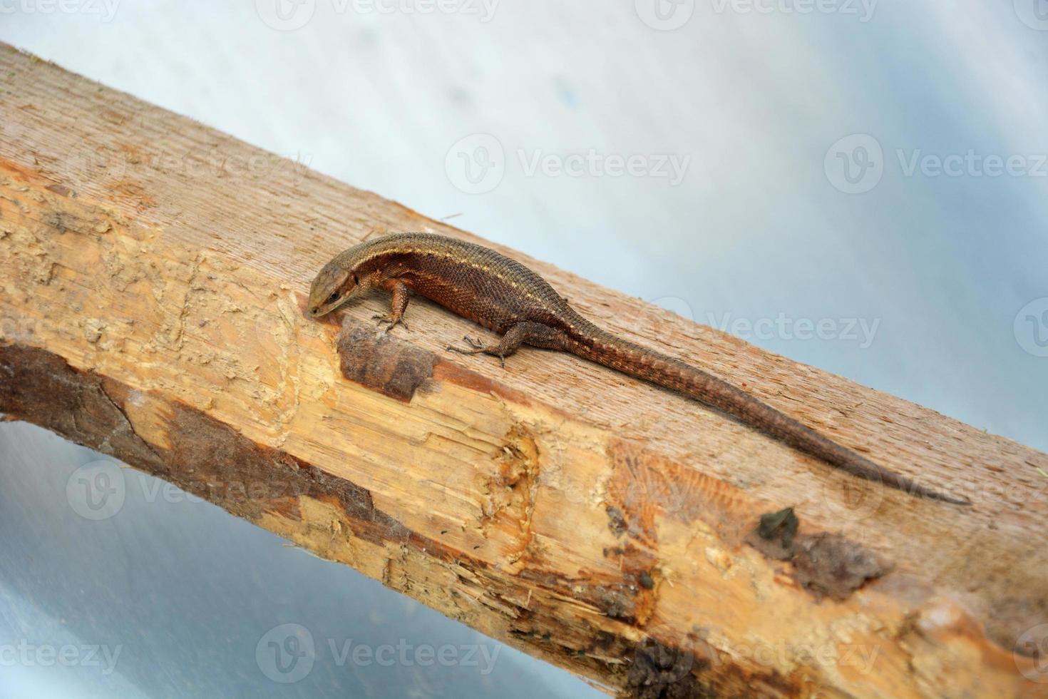 A pregnant lizard sits on a wooden block photo