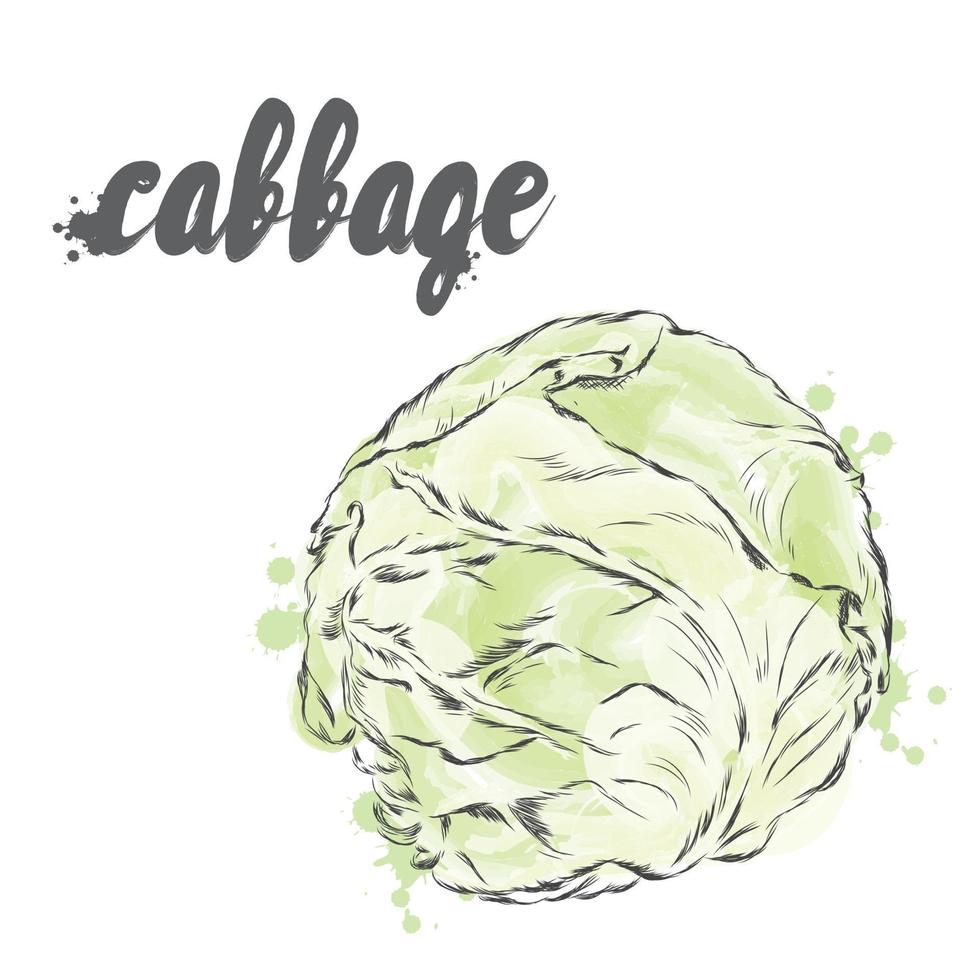 Vector vegetables. Food. Stock meal. Cabbage.