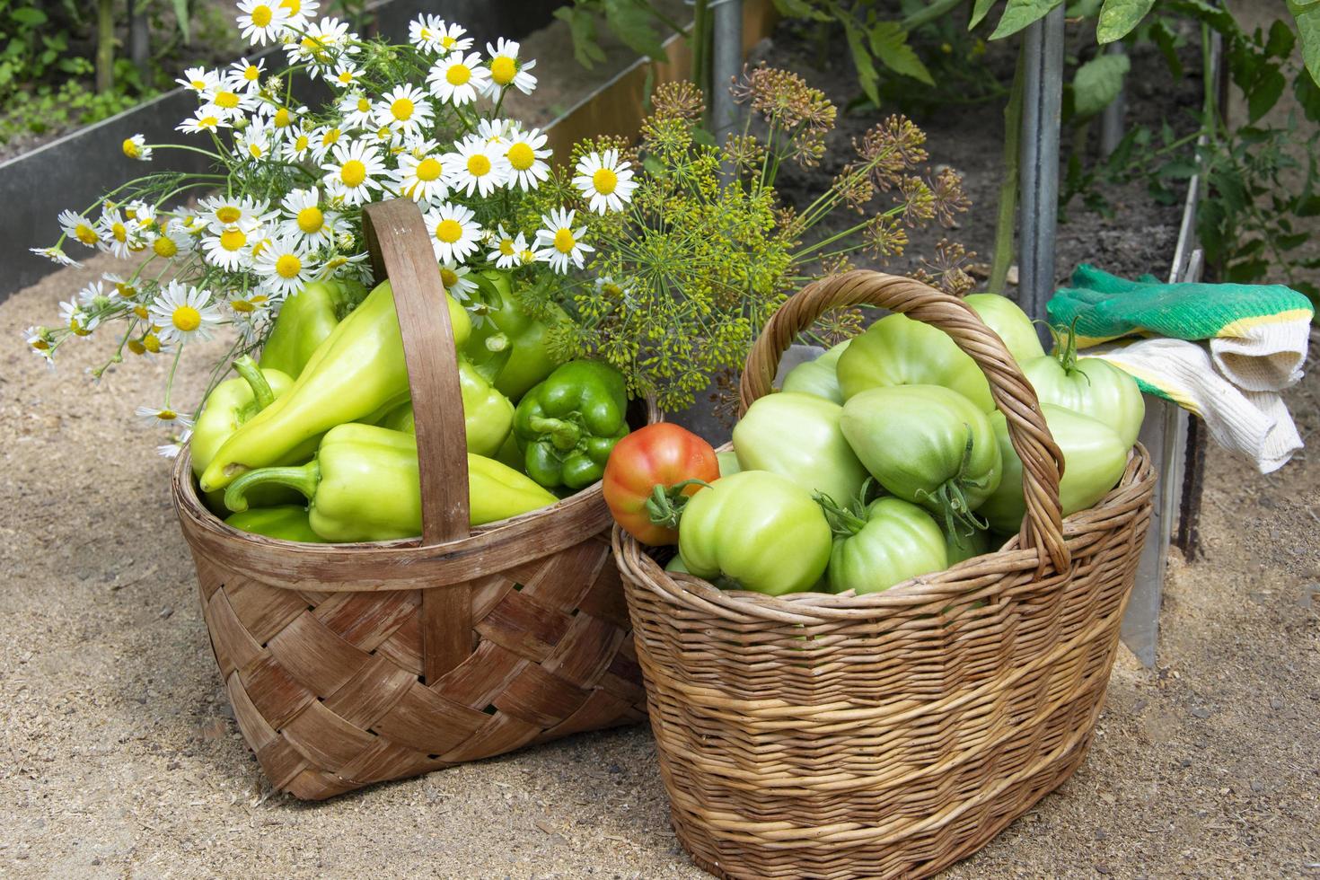 tomates en cestas de mimbre. cosecha de tomate en invernadero. foto