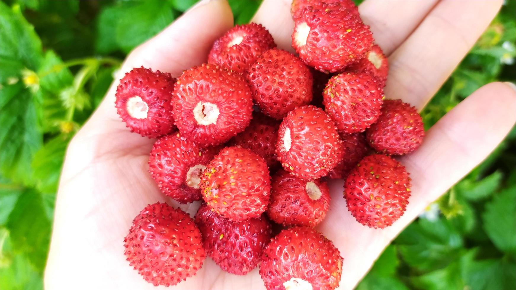 Strawberries in a female palm close-up. Berry background from photo