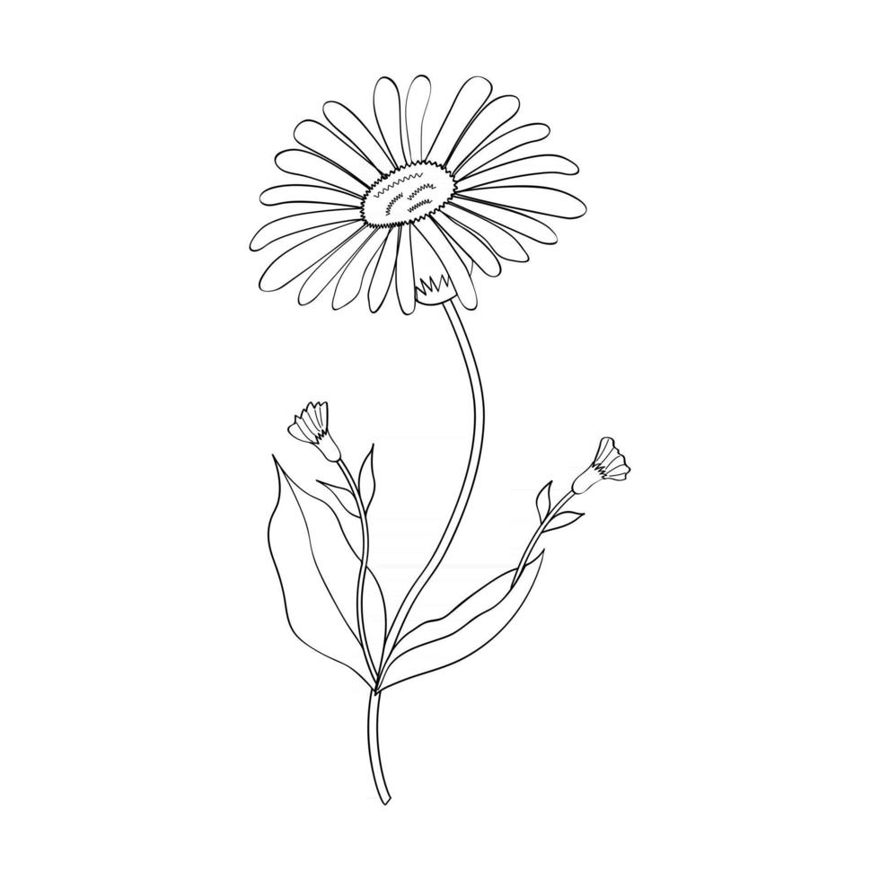 Arnica herb isolated vector