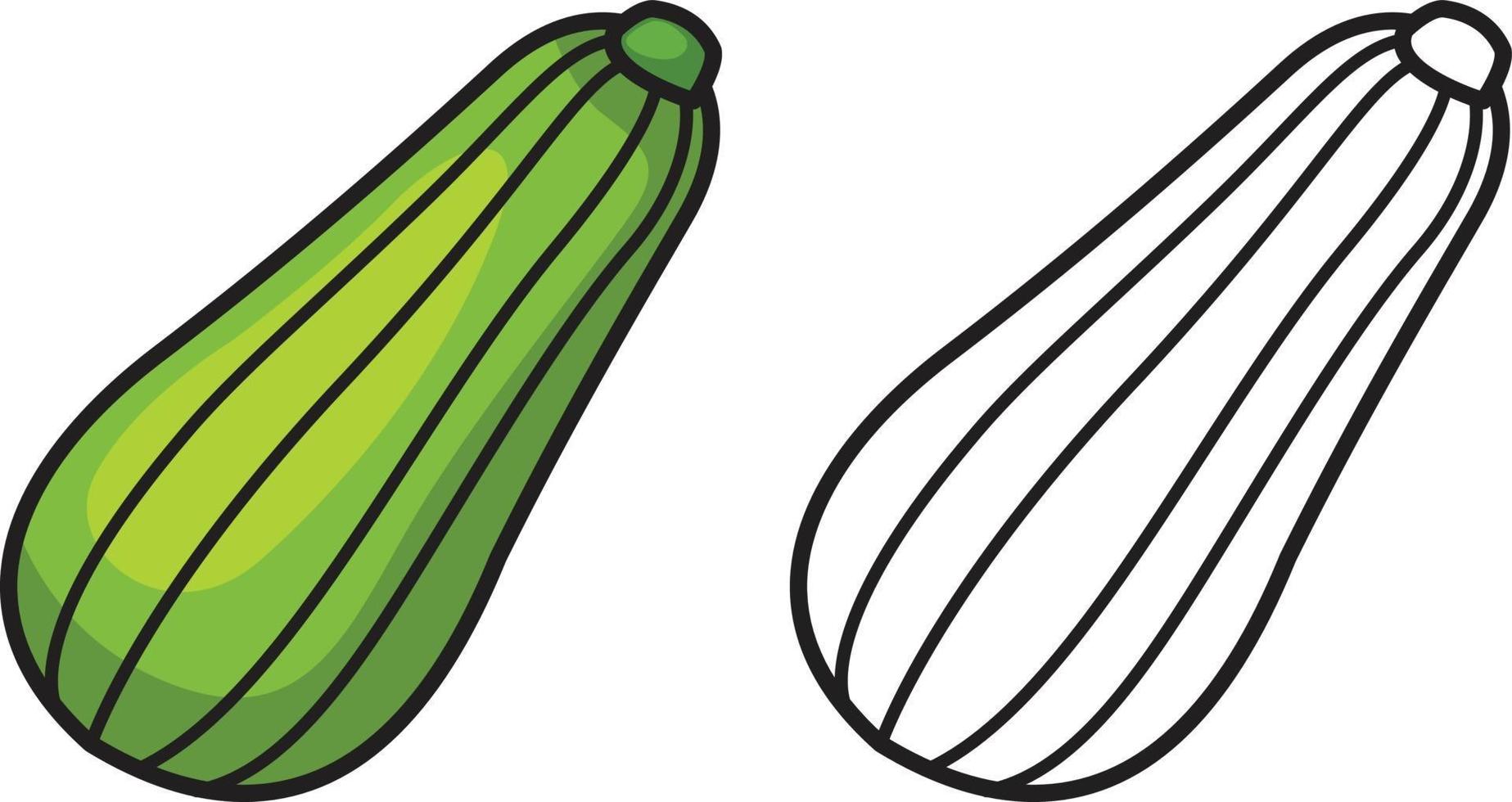 colorful and black and white zucchini for coloring book vector