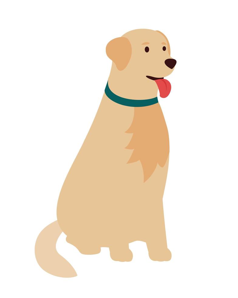 Dog golden retriever, sitting. flat vector illustration