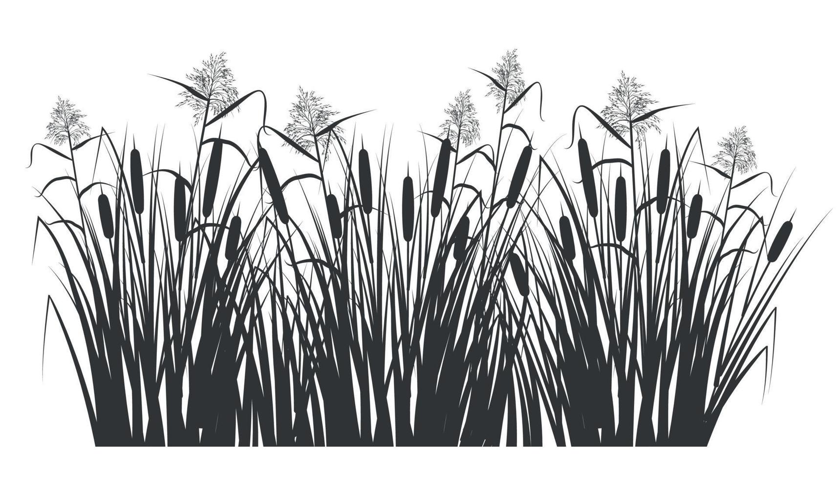 Silhouette of reed and cane in green grass. Swamp and river vector