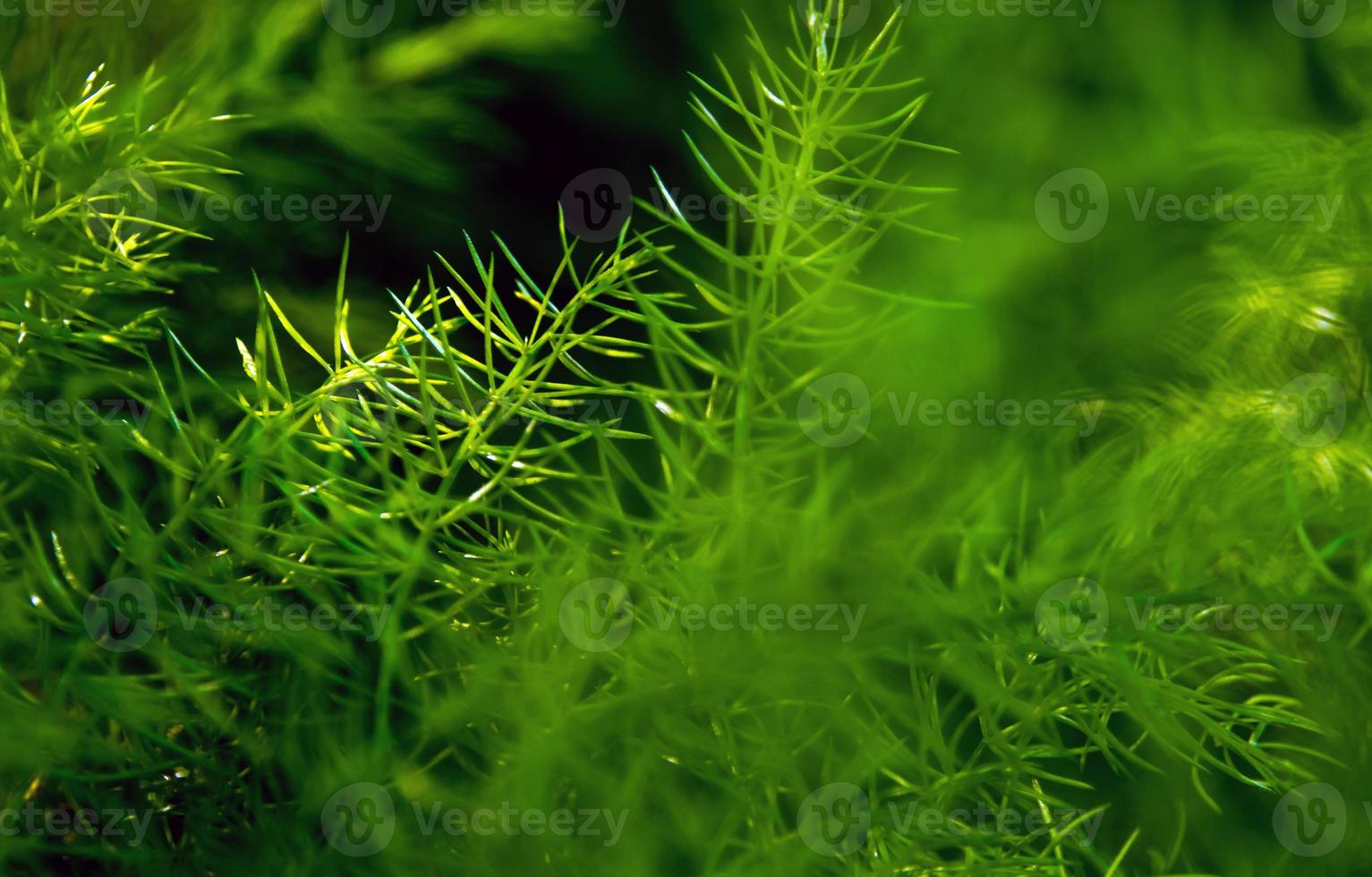 Frescura verde hojas finas de helecho espárrago sobre fondo natural foto