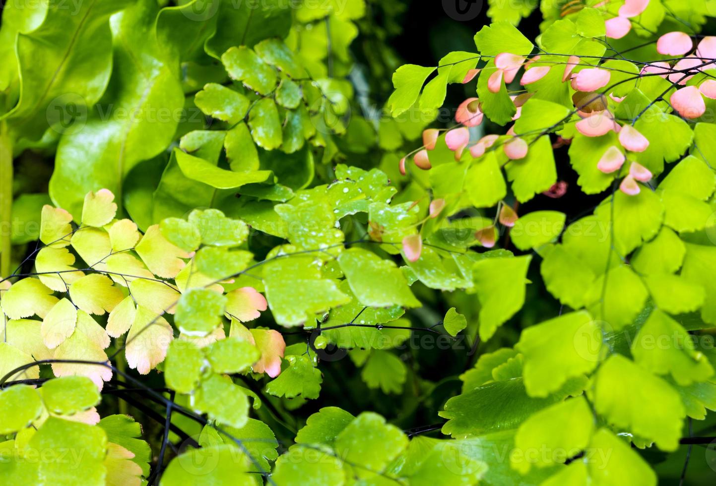 frescura pequeñas hojas de helecho con musgo y algas en el jardín tropical foto