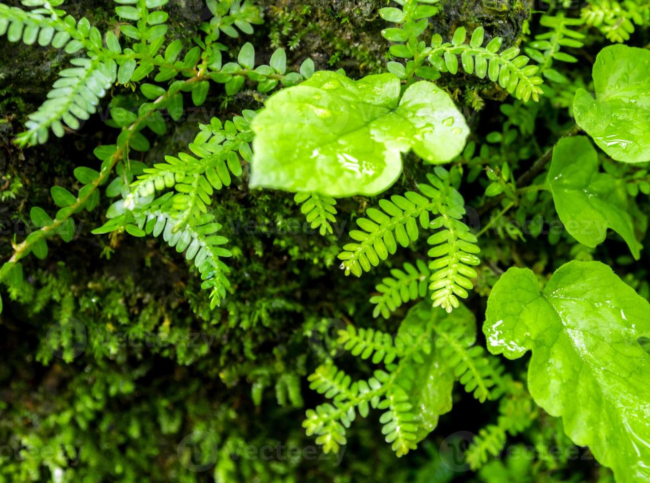 Freshness small fern leaves with moss and algae in the tropical garden photo