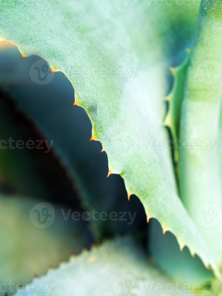 Primer plano de plantas suculentas, espinas y detalles sobre las hojas de la planta de agave foto