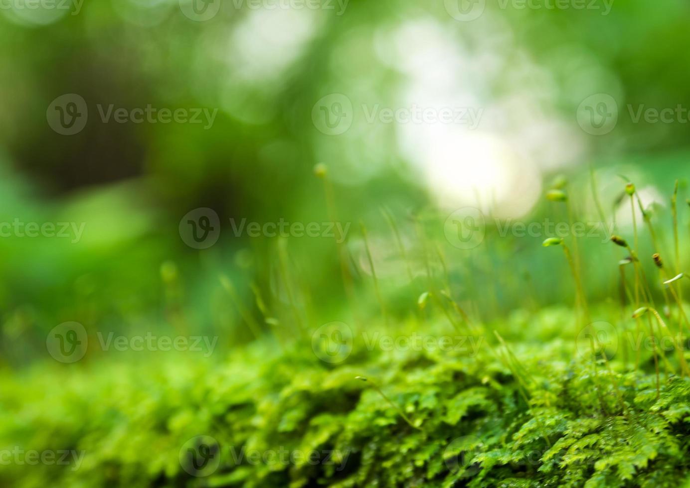 esporofito de frescura musgo verde que crece en la selva foto