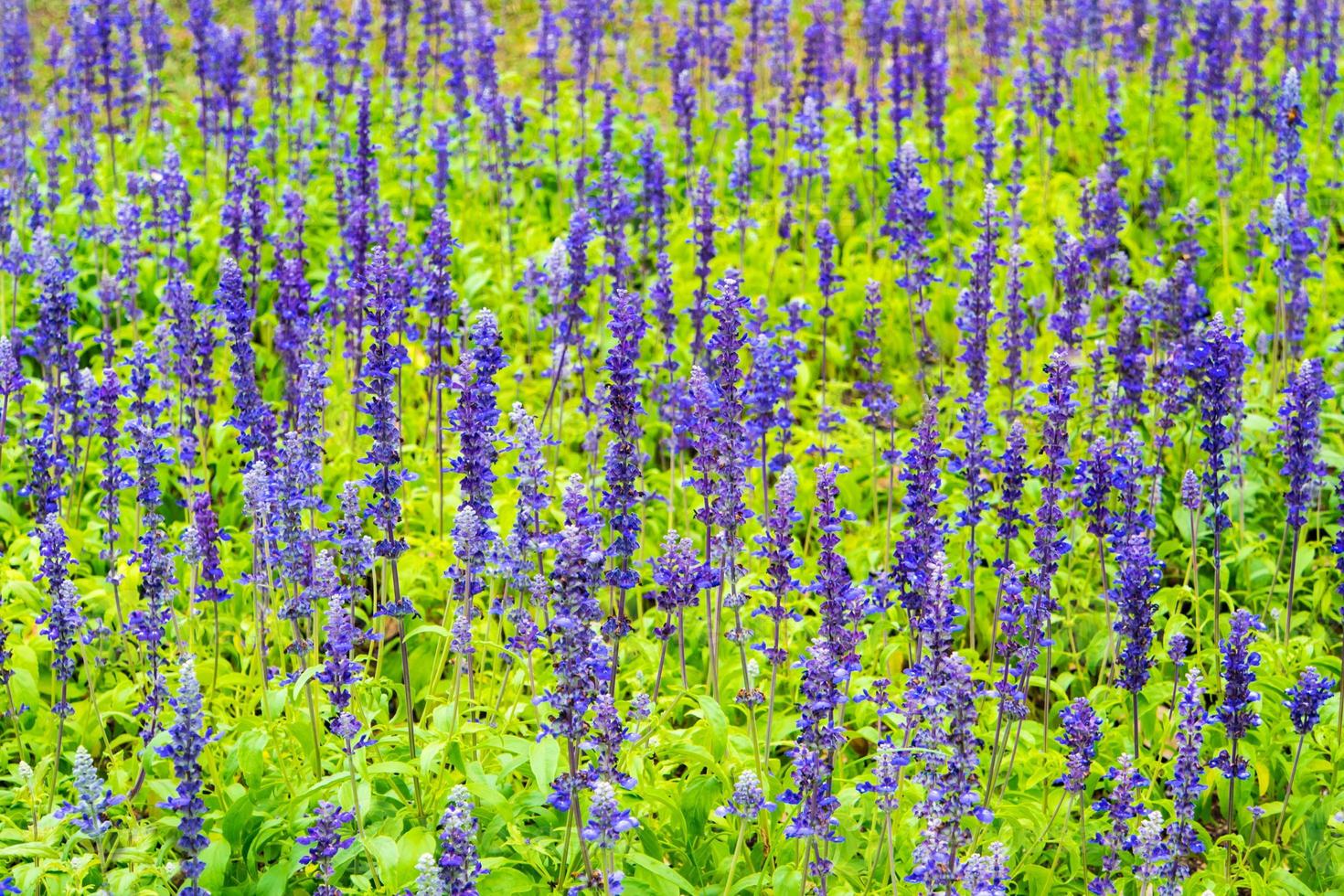 Cama de flores de salvia azul, pequeñas flores azules. foto