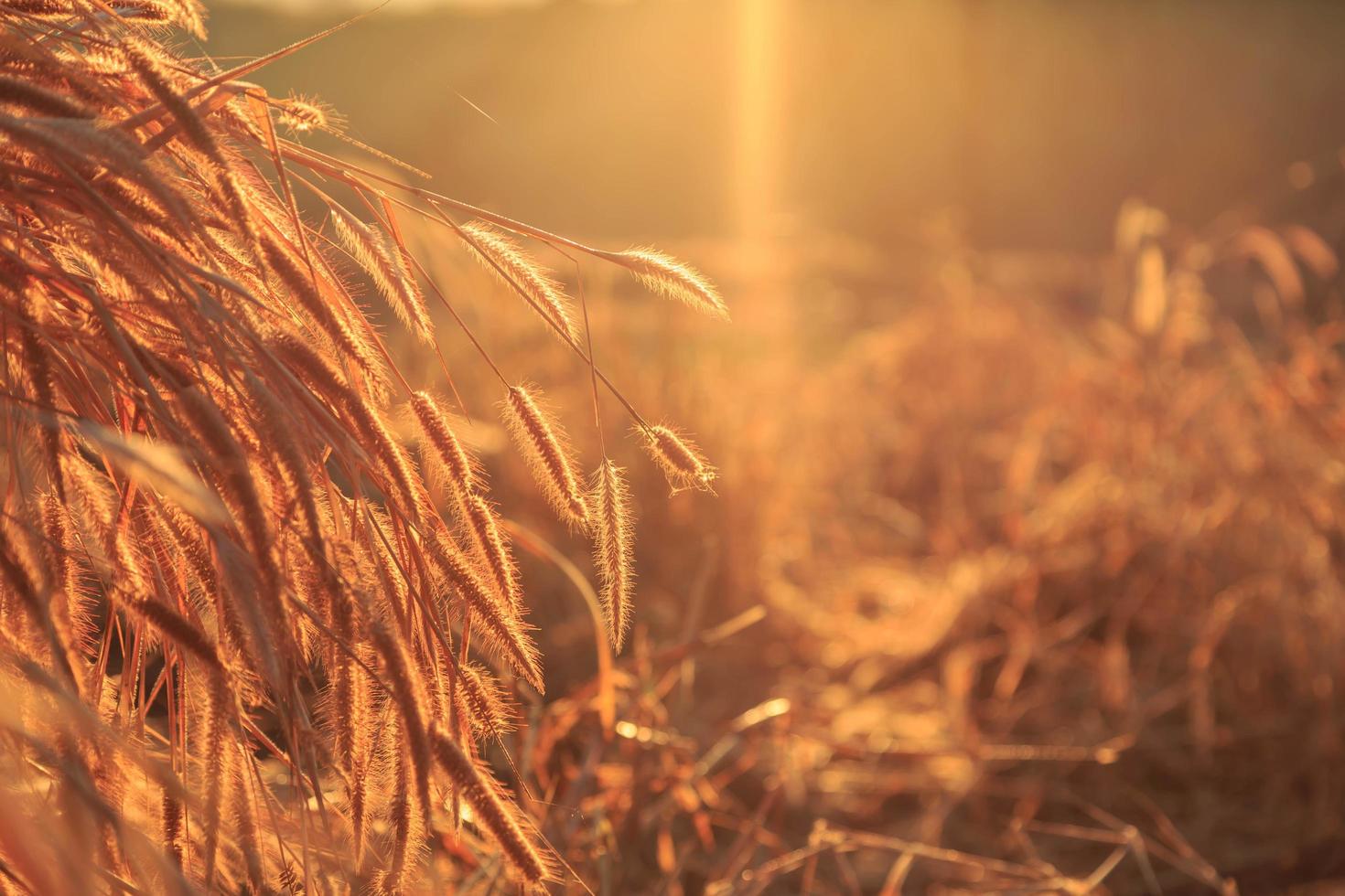 Fondo de hierba de flores y luz del atardecer. foto