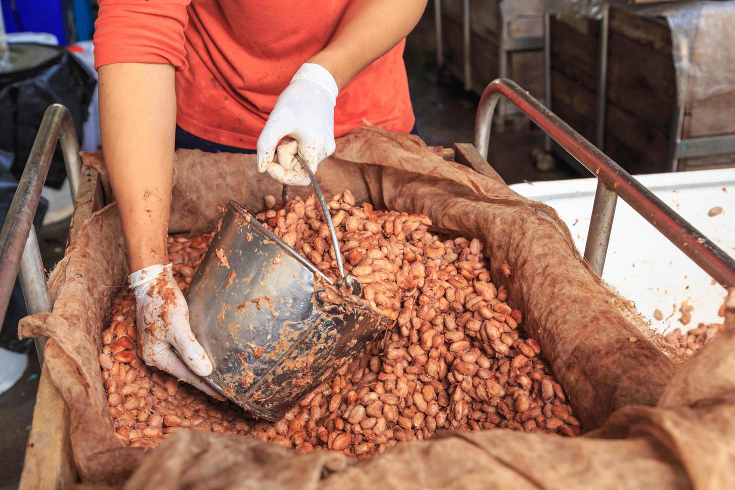 El proceso de fermentación de granos de cacao frescos para hacer chocolate. foto
