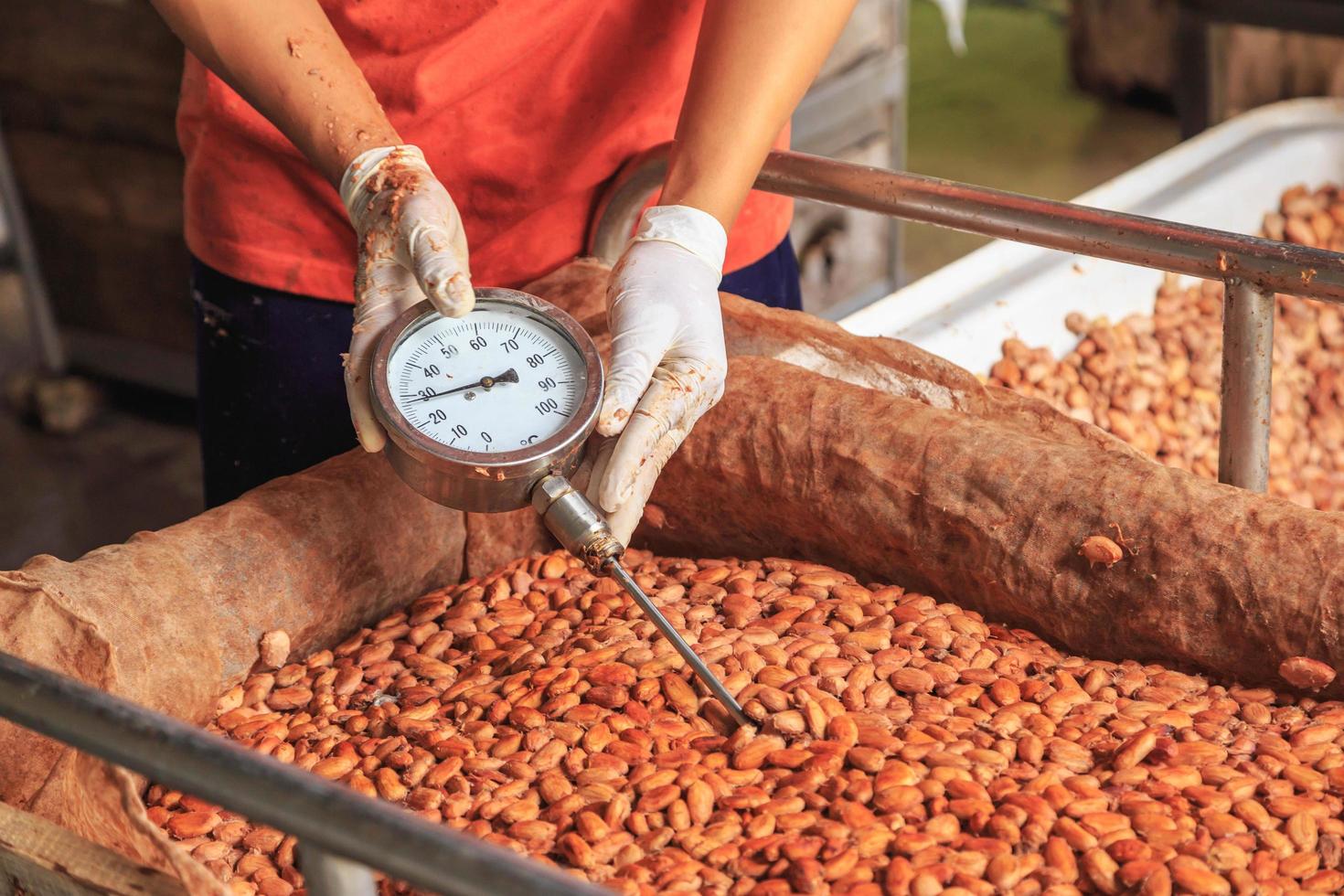 medir la temperatura de los granos de cacao fermentados. foto