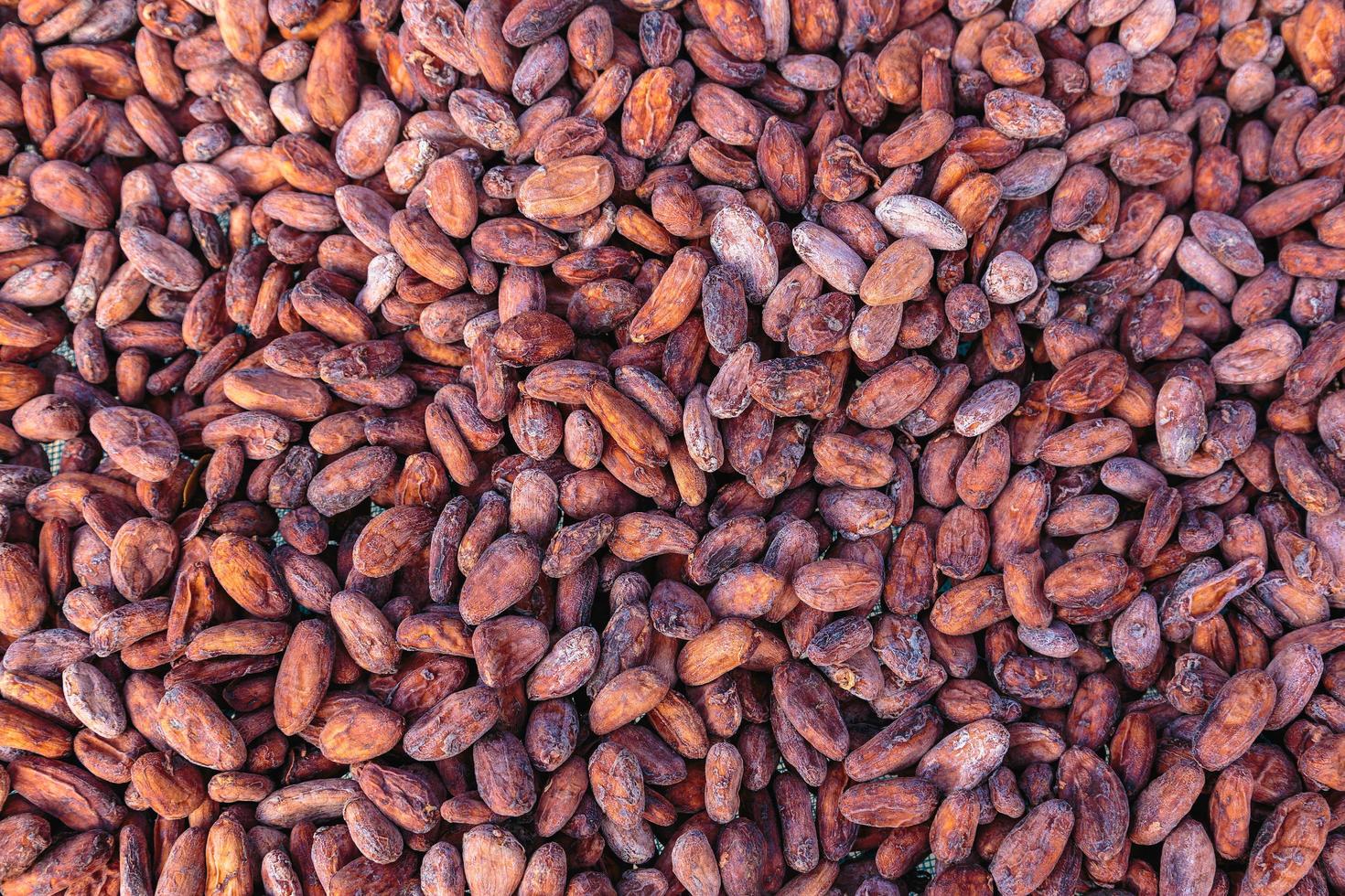 Dried and sun-dried cocoa bean background photo