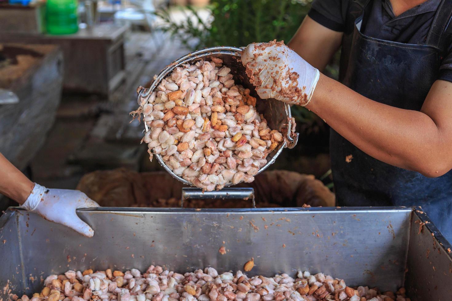 El proceso de fermentación de granos de cacao frescos en un tanque. foto