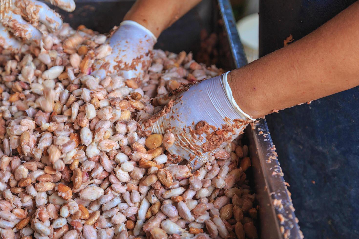 Fresh cocoa beans and Fresh cocoa seed in a bucket to make chocolate photo