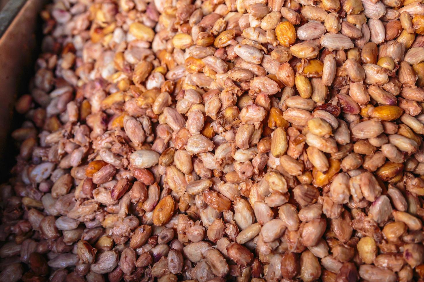 granos de cacao frescos para fermentación foto