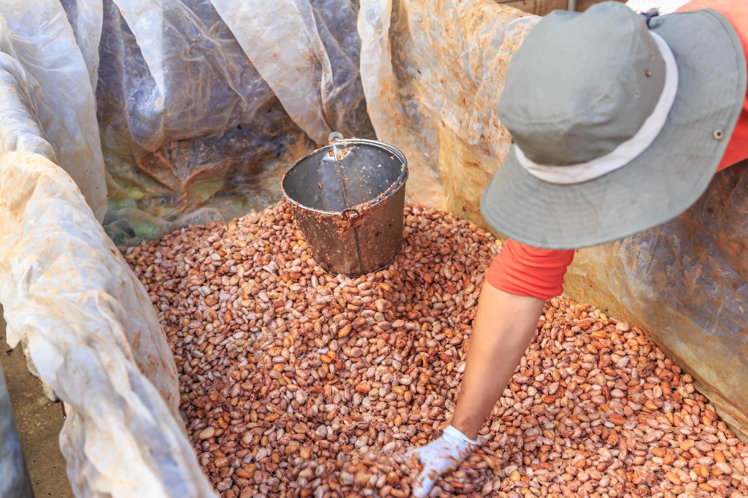 El proceso de fermentación de granos de cacao frescos en un tanque. foto