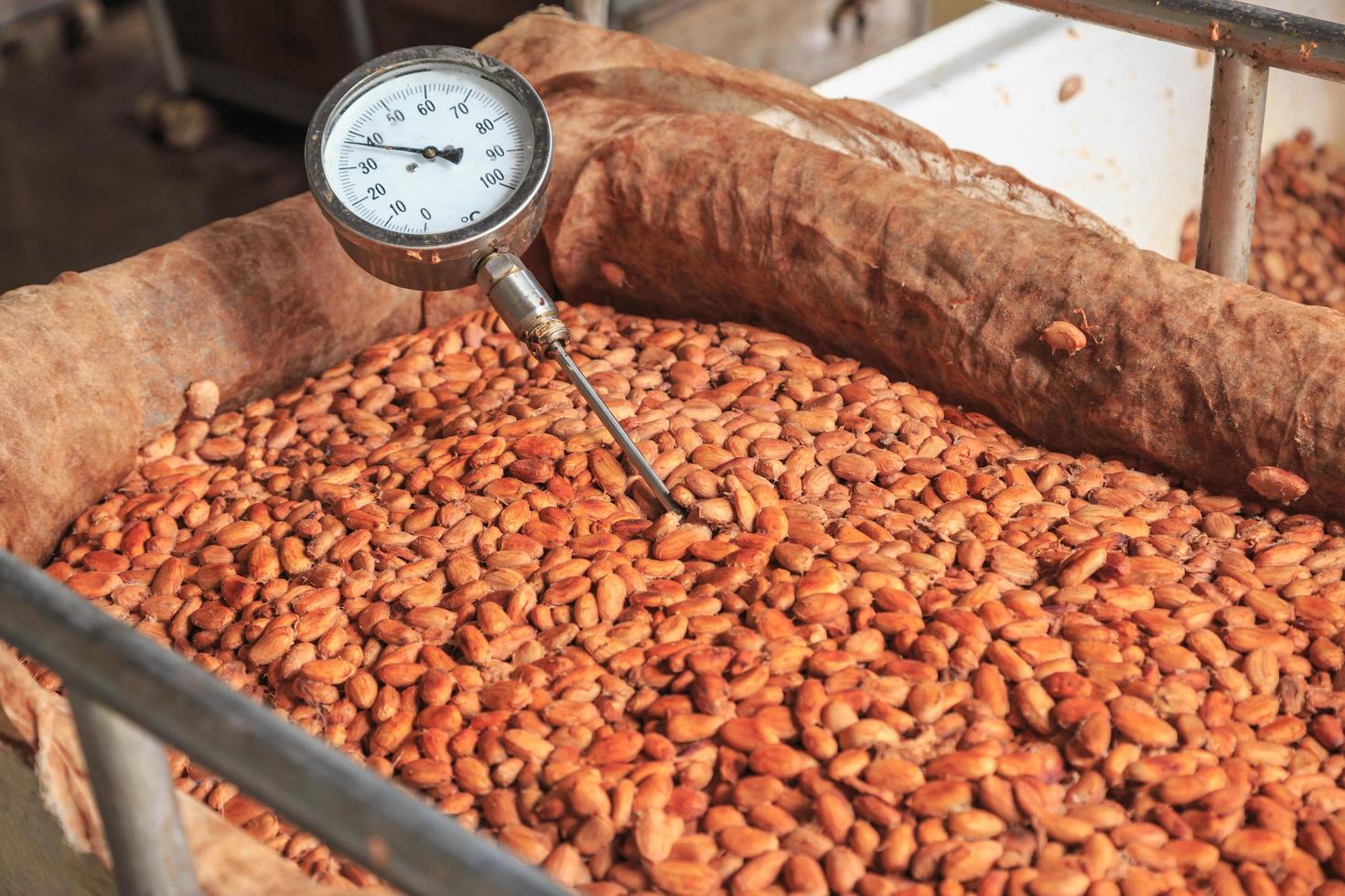 medir la temperatura de los granos de cacao fermentados. foto