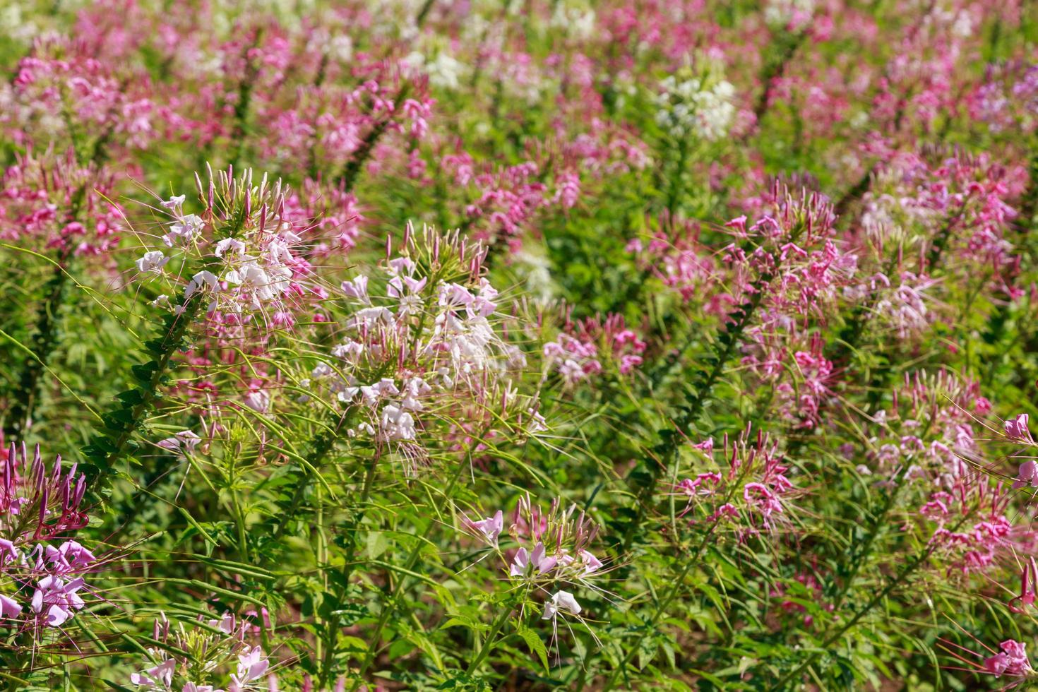 Pink spider flower or Cleome hassleriana in flower garden photo