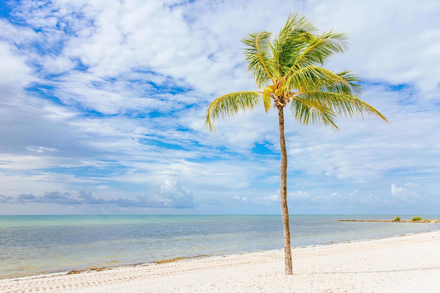 Coconut tree on a white sand beach. photo