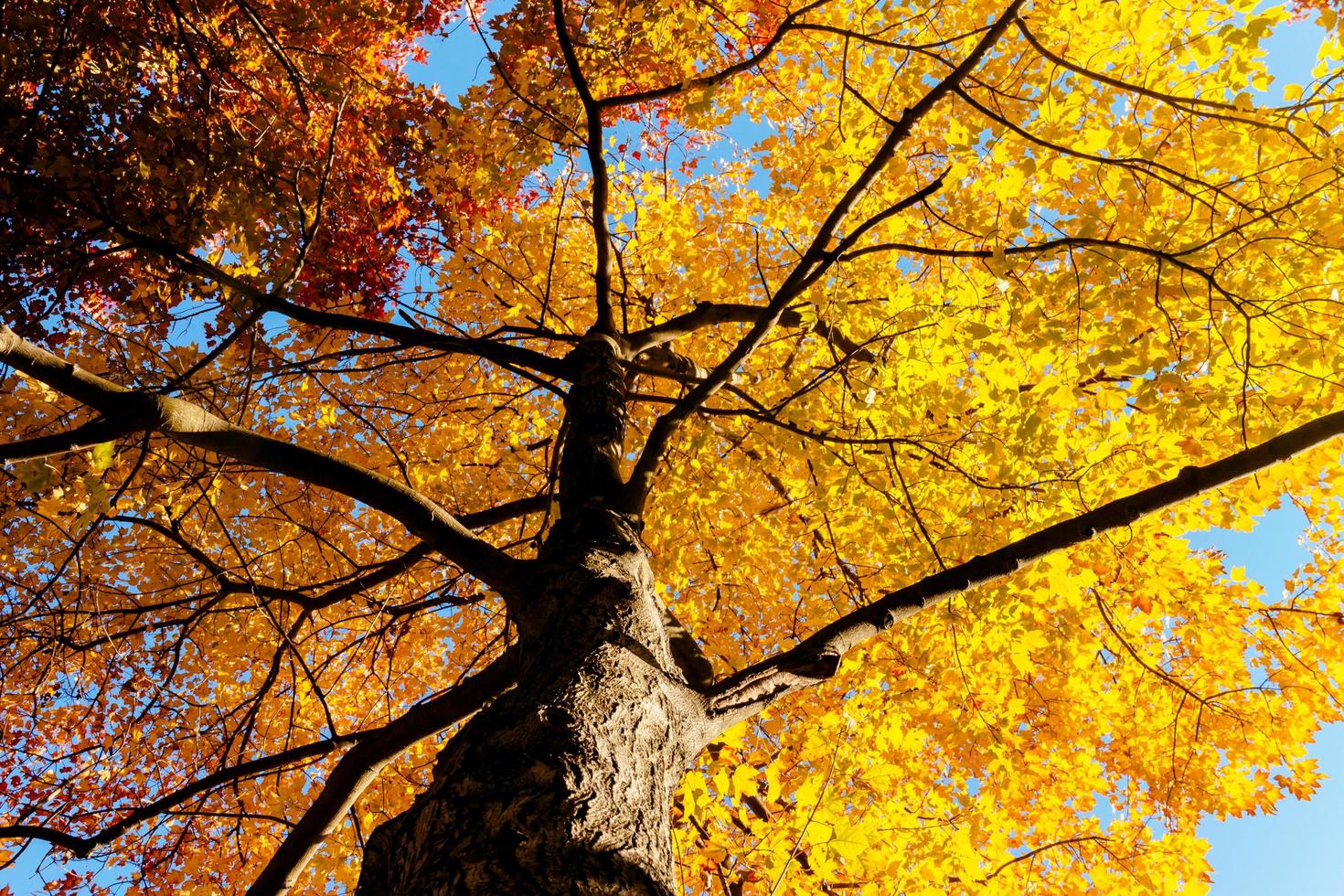 Yellow leaves and branches in Autumn photo