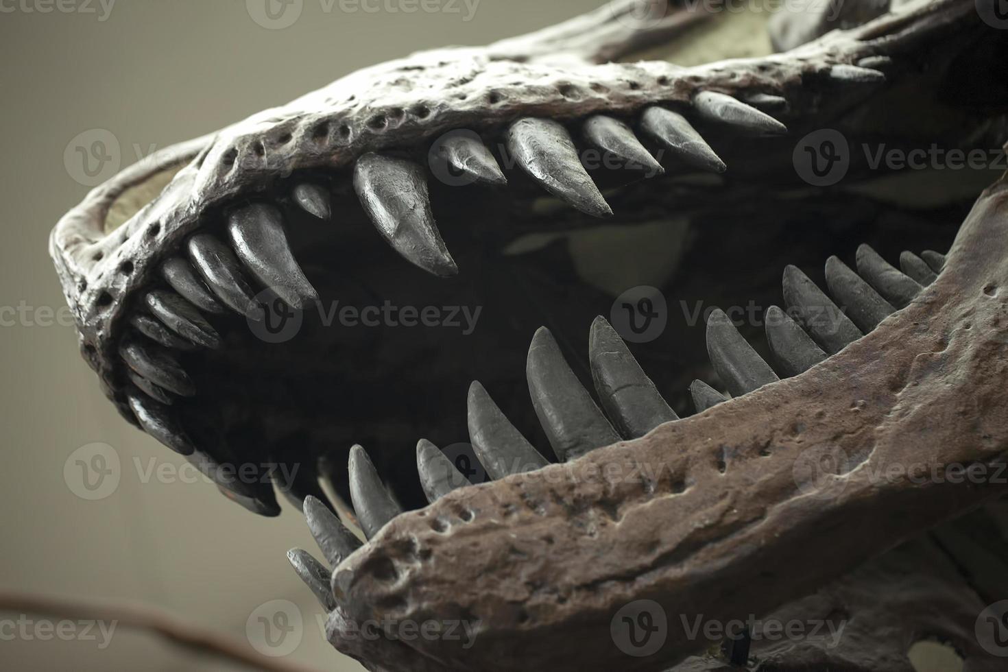 Ancient Prehistoric Dinosaur Skeleton Fossile photo