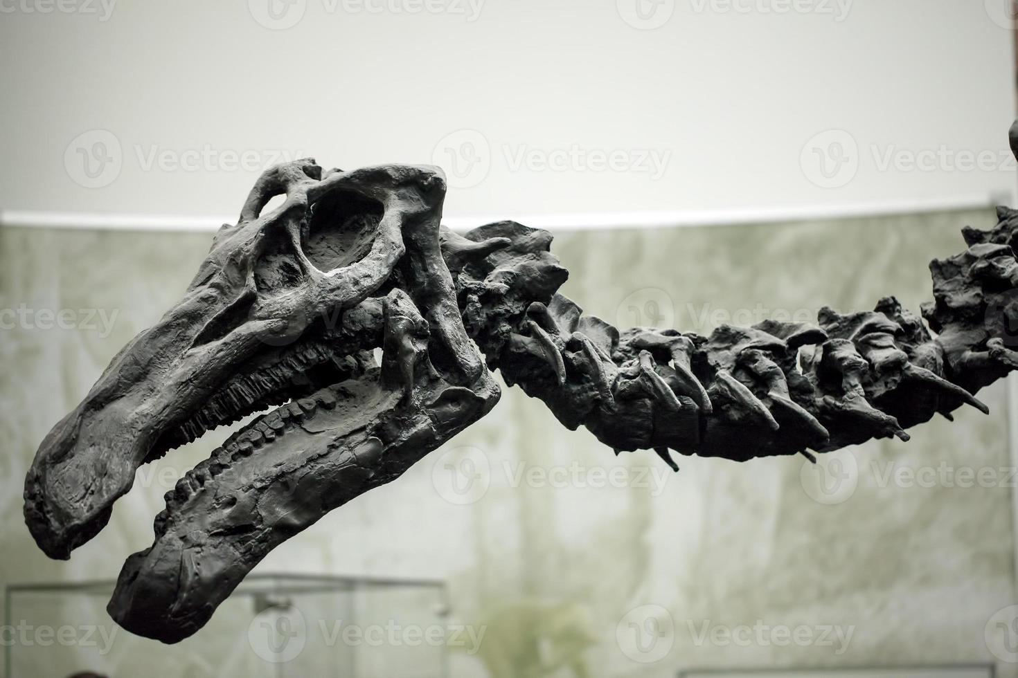 Ancient Prehistoric Dinosaur Skeleton Fossile photo