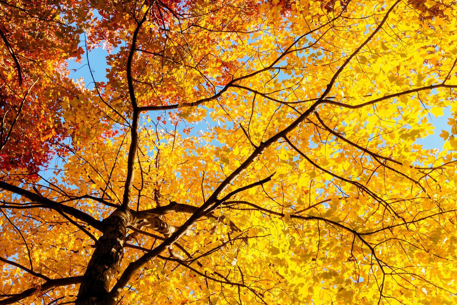 hojas amarillas y ramas en otoño foto