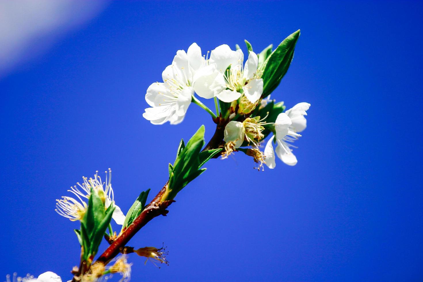 hermosas flores de cerezo foto