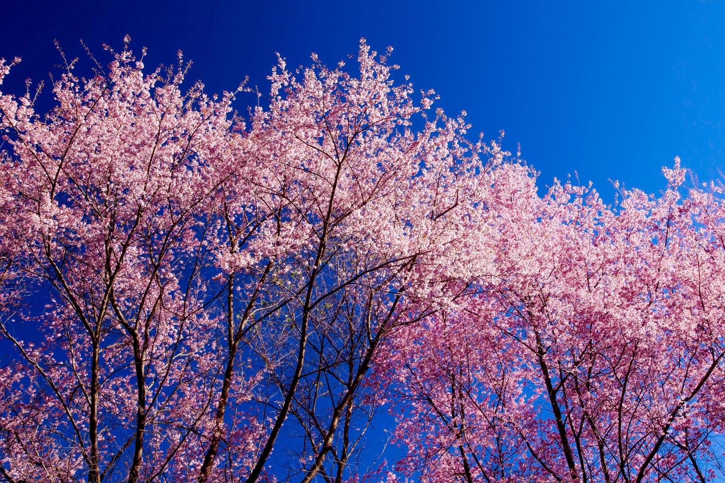Beautiful cherry blossoms photo