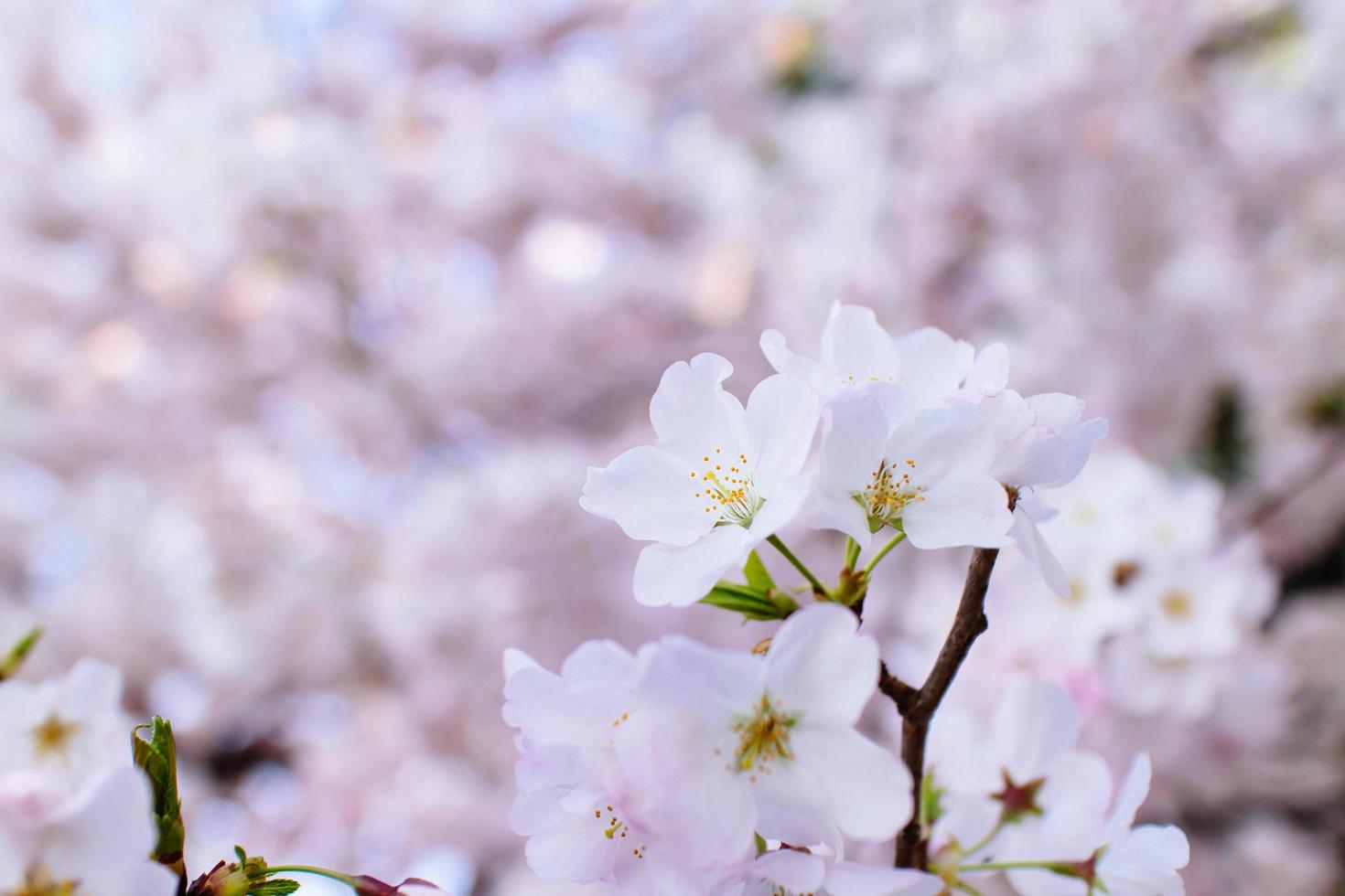 flores de cerezo en la cuenca de marea. foto